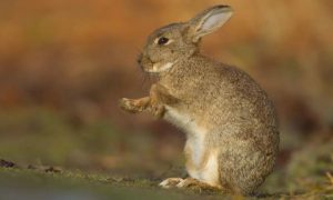 Rabbits