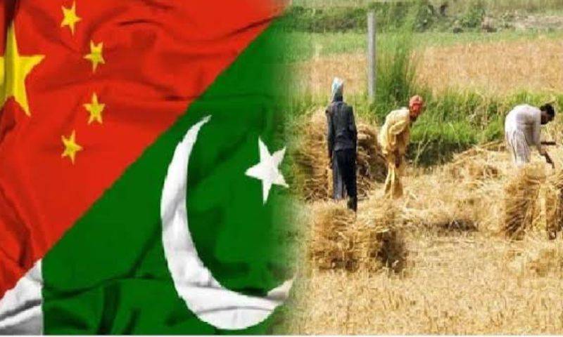 Wheat, Cooperation, Risk, Resistance, Sector, Chinese, hybrid, Lahore, Islamabad, Peshawar