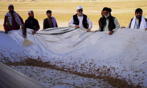Locust Outbreak Threatens Wheat Crop in Afghanistan