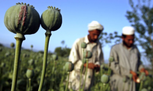 Afghanistan Account for 80% of Global Opium Production in 2022: UN