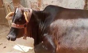 Animals