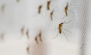 Cyprus, Mosquitoes, Program, Disease, Italy, Europe, Radiation, European, Greece, Energy, West Nile, Health, Zika, Fever, Austria, Vienna