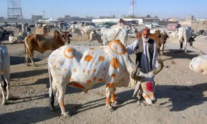 Eid ul Adha, June, Pakistan, ALLAH, Prophet, Muslim, Ruet-e-Hilal Committee, Climate, Meteorological Office