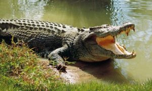 Namibia, Sell, Crocodiles, After, Attacks, Humans, Rise
