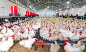 Poultry