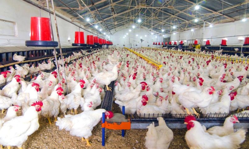 Poultry
