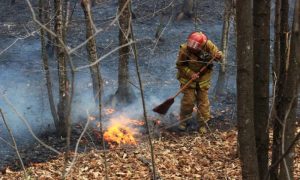 Kazakhstan, Forest, Fire, Abay, Minister, Rescue, Resources, Government