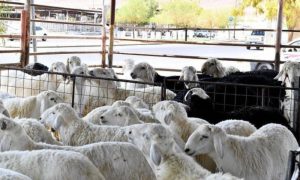 Saudi Arabia, Turkish, livestock, imports, Riyadh, environment , ministry, authorities