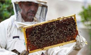 Honey