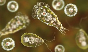 Pakistan, Karachi, Brain-eating Amoeba, Naegleria fowleri, Health, Chlorine, City, Defence, Hospital, Sindh, Amoeba,