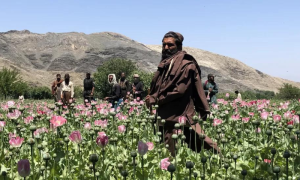 Afghan, Afghanistan, Badakhshan, Poppy, Drug, Laboratory, Narcotics, Jawzjan, Ghazni, United Nations, UNSC, UN, Iran, Government, Trade, Economic