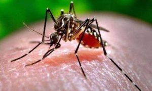 Dengue,