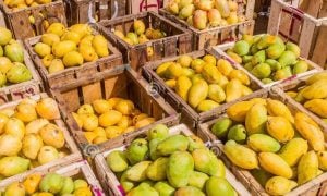 Southeast Asian ,Mango, Cooperation ,Pakistan, Ethiopia, Iran, Myanmar, Sri Lanka, Thailand, Bangladesh, China, Cambodia