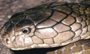 National Institute of Health, NIH, World Health Organization, WHO, video, message, Snakebite, illness, millions, monsoon, Pakistan