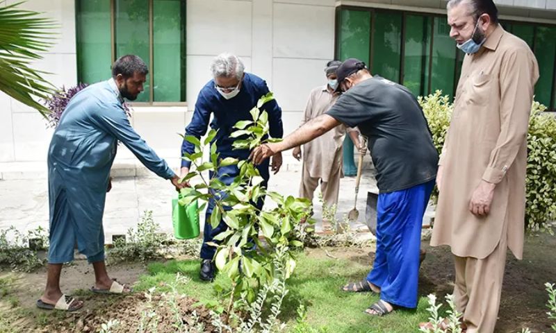 Tree, Plantation, Campaign, BISE, Sargodha