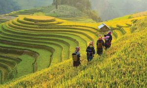 Agri, Vietnam, US, market, import, fruit, vegetable, rice, mango, export
