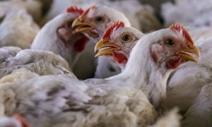 US, Poultry, Export, China, Bird Flu, Trade, Virus, Market, Companies, Market, Chinese, South Africa,