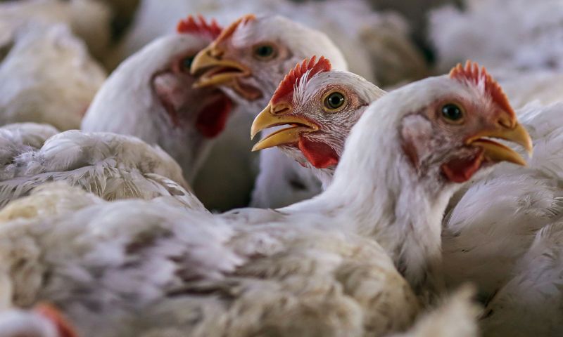 US, Poultry, Export, China, Bird Flu, Trade, Virus, Market, Companies, Market, Chinese, South Africa,