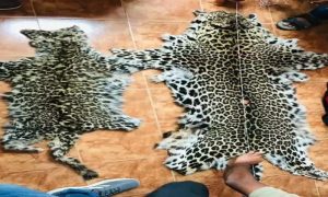 Leopard Skins, PESHAWAR, Officials, Wildlife Department of Khyber Pakhtunkhwa, snow leopard,