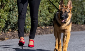 Biden’s Dog Bites Another Official