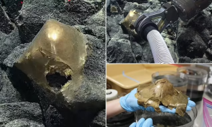 Glittery Golden Egg Found at Seabed Near Alaska