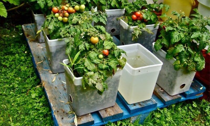 Kitchen Gardening, Quality, Vegetables, Agriculture Department, cabbage, potato, onion, salad, radish, turnip, peas, carrot, spinach, fenugreek, coriander, and garlic,