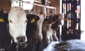 Livestock