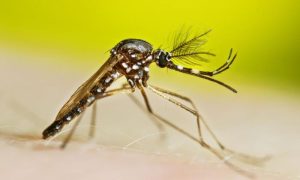 Dengue