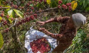 Indonesia, Coffee, Farmers, Production, Economic, Projects, Middle East, Jeddah, Islamic Development Bank, IsDB, Growth,