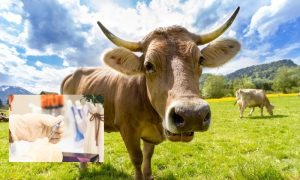 Cattle, South Korea, Vaccination, Disease, Lumpy Skin