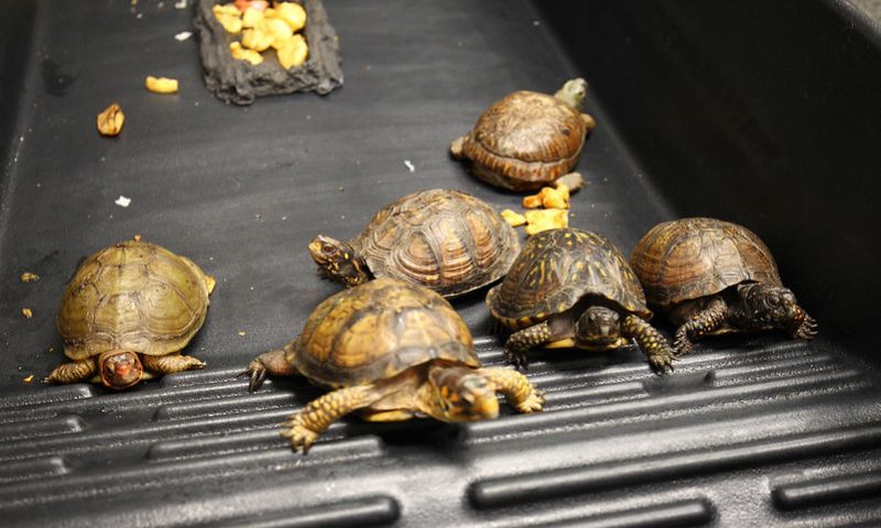 Tortoises, Otters, Taiwan, Smuggled, Plane, Cabin, Thailand, China, Vietnam, Airport, Cargo, Animals, Machine, Investigation, Smugglers, Wildlife, Trade