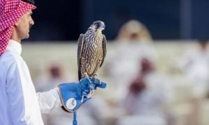 Falcon