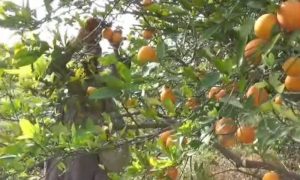 Citrus Fruit