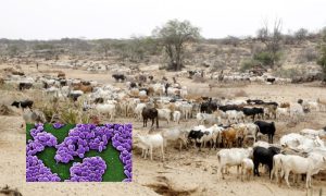 WHO, Africa, anthrax, African, bacteria, East