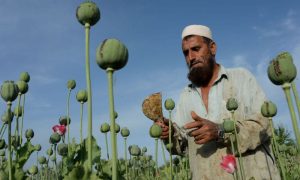 Iran, Afghanistan, Drug, Production, Poppy, Cultivation, Drug Control, Iranian, Media, UNODC, Hibatullah Akhundzada, Taliban, Authorities, Taliban