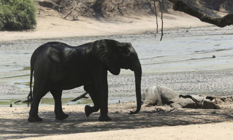 Elephants, Zimbabwe, National Park, El Nino, Climate Change, Drought, Rainy, Weather, Wildlife, Africa, Animal,