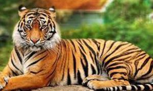Nepal, Tiger, Forest, Wildlife, Human, Province No. 2, Parsa, Police, Village, Jira Community Forest,