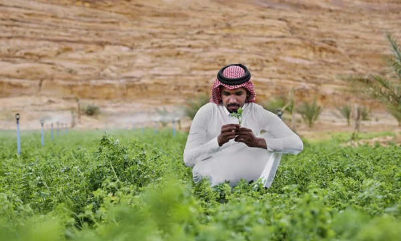 Farmers, government, Organic, Agriculture, Saudi Arabia, food, develop, support, biodiversity, grapes, oranges, figs, pears, apples, peaches, pomegranates, olives, lemons,
