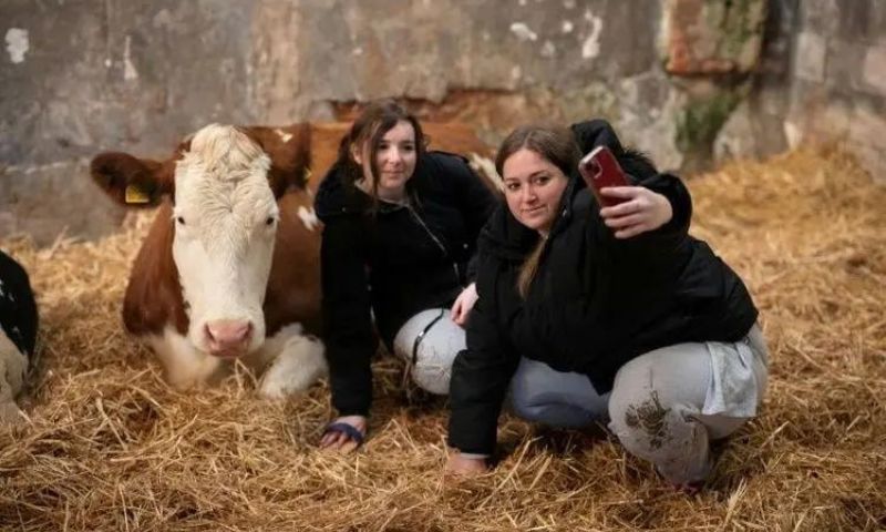 BRITAIN, FEATURE, AGRICULTURE, MENTAL, HEALTH, ANIMAL, OFFBEAT