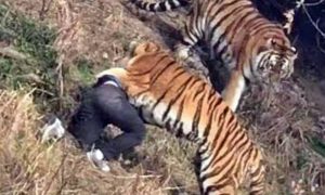 Zoo, Tigers, Bahawalpur, administration, police, Karachi