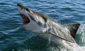 Australia, Animal, Shark