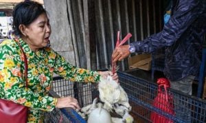 Cambodia, bird flu, virus, doctors, team, health, influenza