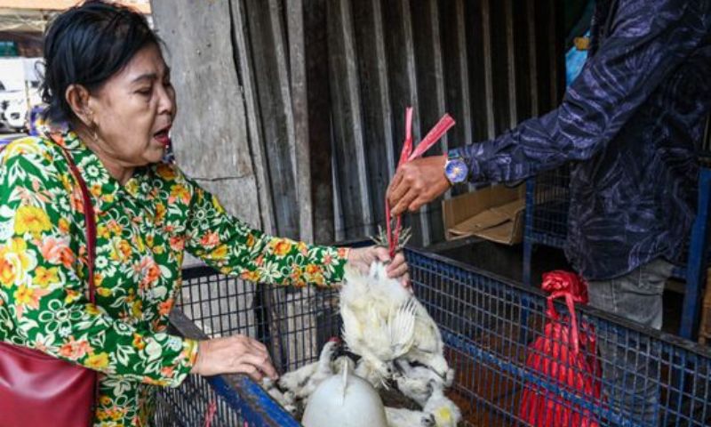 Cambodia, bird flu, virus, doctors, team, health, influenza
