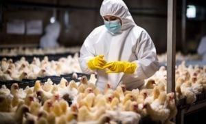 Czech Republic, Bird Flu, Virus, Disease, Birds, Chickens, Ducks, Commercial, Health, Outbreak, French, European, Cambodia