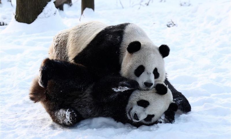 Pandas