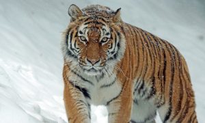 Tigers