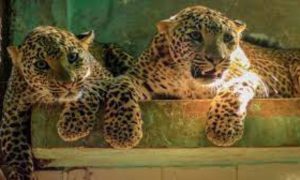 Wildlife, Department, Haripur, Leopard, Abbottabad, team, family,