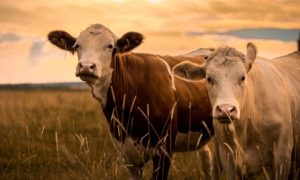 Farmers, Canadian, EU, Trade, Agreement, Canadian,