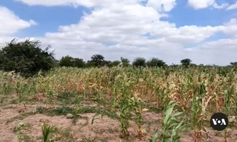 WFP