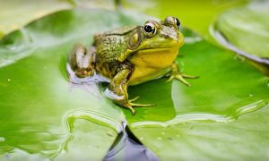 World Frog Day